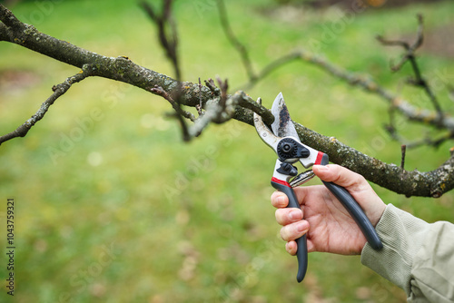 Фотография Pruning tree in garden