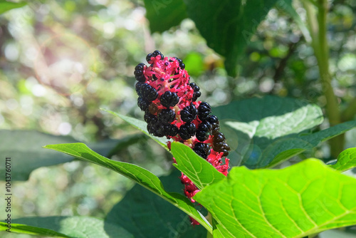 Phytolacca acinosa in gardening. Medicine wildflowers in meadow. Cottage garden. photo