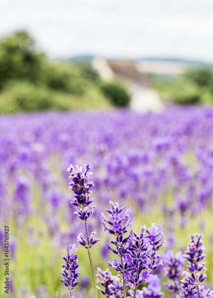 Obraz premium Lavender Blooms In The Fields Of Cotswold Lavendar At Snowshill,