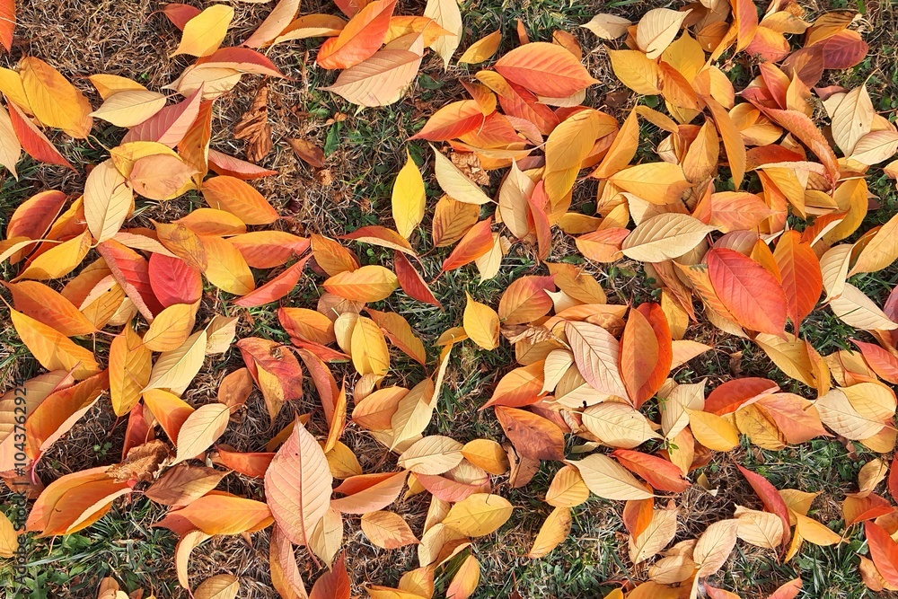 Autumn leaves of sakura cherry tree, natural background in fall. Calendar, postcard of seasons, October, November, landscape. Autumn leaves of sakura cherry tree, natural background in fall. Calendar, postcard of seasons, October, November, landscape.