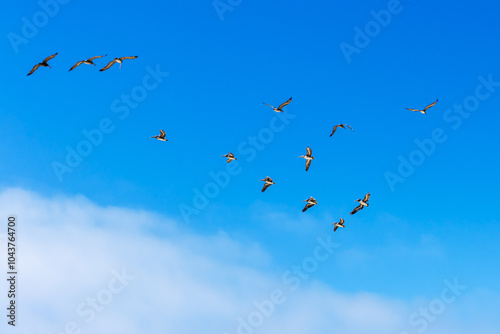 Flock of brown pelicans flying in a formation in clear blue sky with copy space fo text.