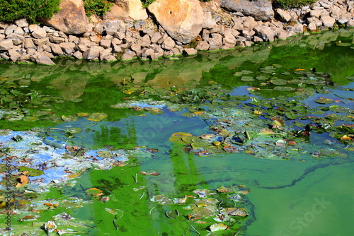 Water pollution by blooming blue green algae - is world environmental problem. Water, rivers and lakes with harmful algal blooms. Bad ecology, garbage and dirt in nature photo