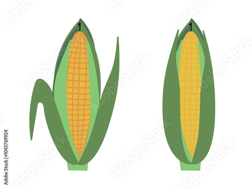 Sweet corn cob set in green leaves isolated on white background. Hand drawn vector flat doodle colored illustration. Harvest, agriculture icon, thanksgiving day concept