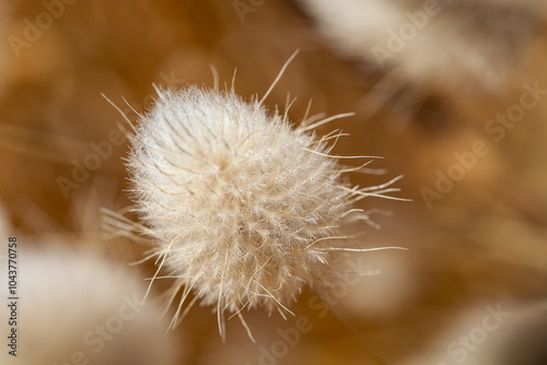 Close-up view of fluffy seed heads in Point Lobos State Park, California. The soft, beige seed heads create a delicate and textured appearance, making the scene look serene and peaceful.