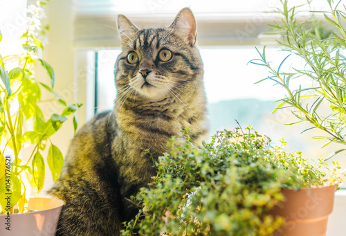 Cat and kitchen plants closeup. Pet safe plants concept. photo