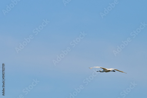 Eurasian Spoonbill, Platalea leucorodia photo