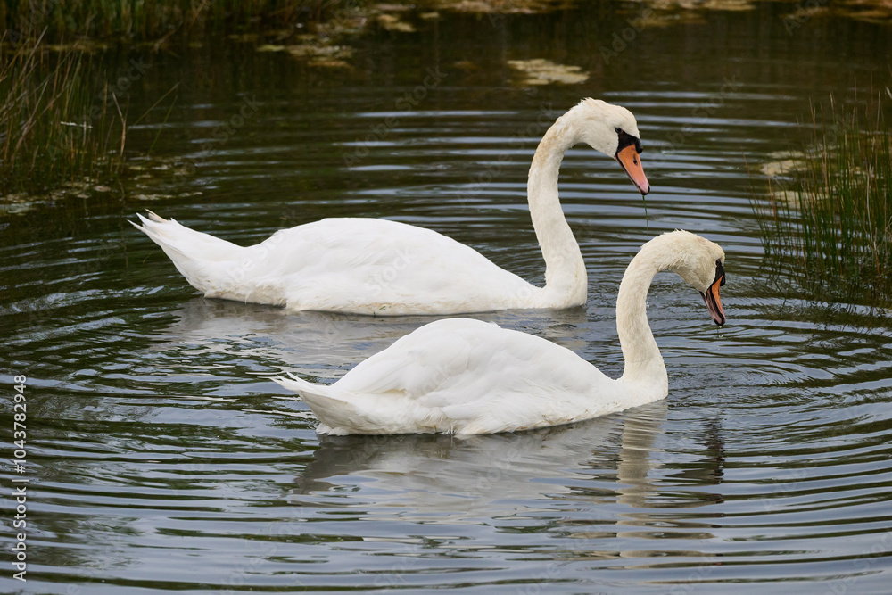 Fototapeta premium Mute Swan, Cygnus olor