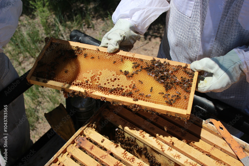 beekeeper at work beekeeper at work
