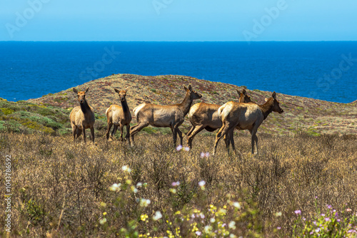 Tule Elk Cow Herd at Tomales Point, Point Reyes National Seashore, California. photo