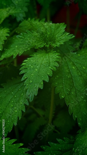 Nettle with drops of dew