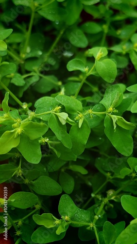 Wallpaper Mural Green Leaves with Water Drops Torontodigital.ca