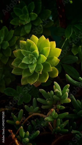 succulents with water drops