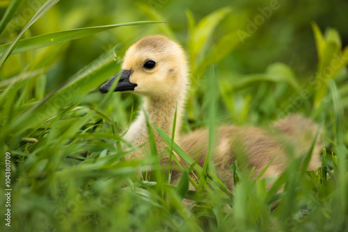 Canadian Gosling in early spring, hiding among the grass at the Horicon National Wildlife Refuge, Wisconsin photo