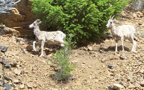 Wild Mountain Goats photo