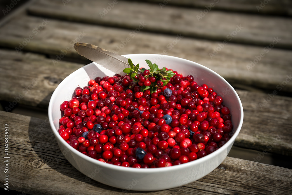 the harvest of cranberries in autumn, not sprayed and organic from the forest from the mountains the harvest of cranberries in autumn, not sprayed and organic from the forest from the mountains