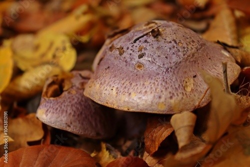 Violetter Klumpfuss (Cortinarius sodagnitus) photo