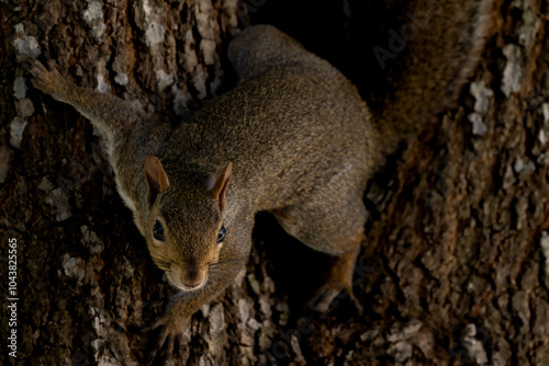 squirrel on a tree