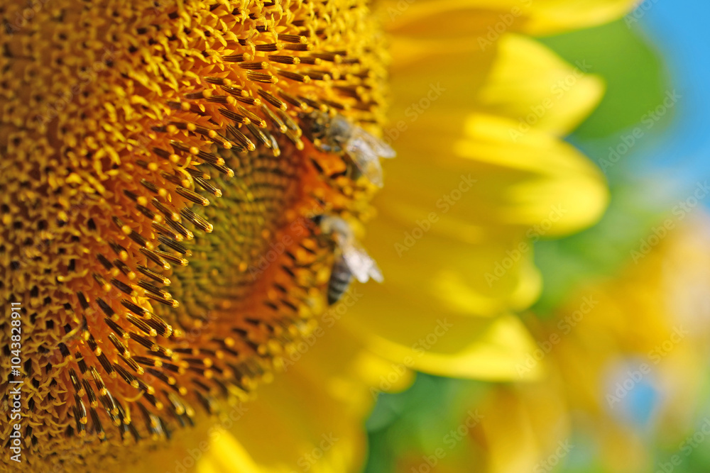 Bees works on beautiful yellow sunflower on the field Bees works on beautiful yellow sunflower on the field