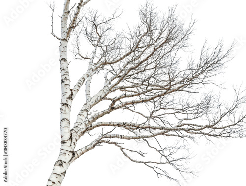 Elegant birch tree with silver bark and delicate bare branches in a serene setting.