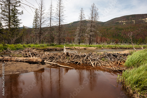 Open beaver dam along stream in Rocky Mountain National Park, Colorado, in the Kawuneeche Valley photo