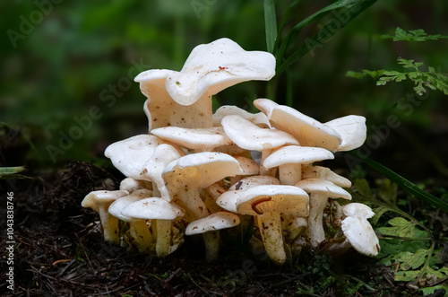 Weisser Büschelrasling (LEUCOCYBE CONNATA) photo