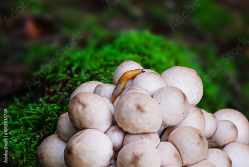 Weichlicher Stäubling (LYCOPERDON MOLLE) mit Schnecke