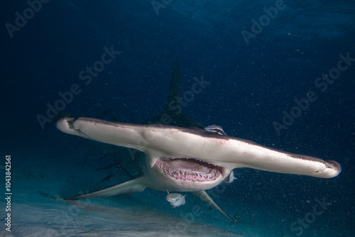 Great hammerhead shark. Night image.