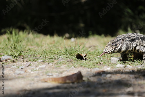 Lagarto Overo sacando la lengua  photo