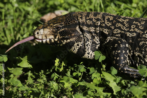 Lagarto Overo sacando la lengua  photo