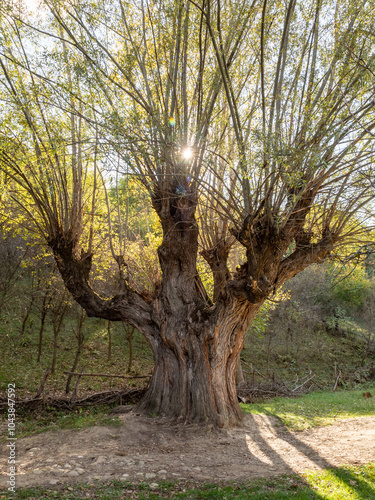 sun rays through willow tree Salix fragilis leaveless branches photo