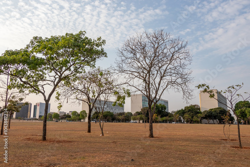 trees on the esplanade of the ministries in Brasília, Brazil photo