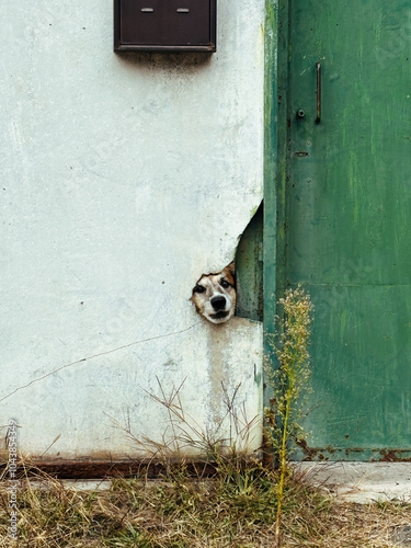 Obraz na płótnie Curious dog peeking through a hole in a wall next to a green door, creating a playful and mysterious moment. Vertical photo w salonie