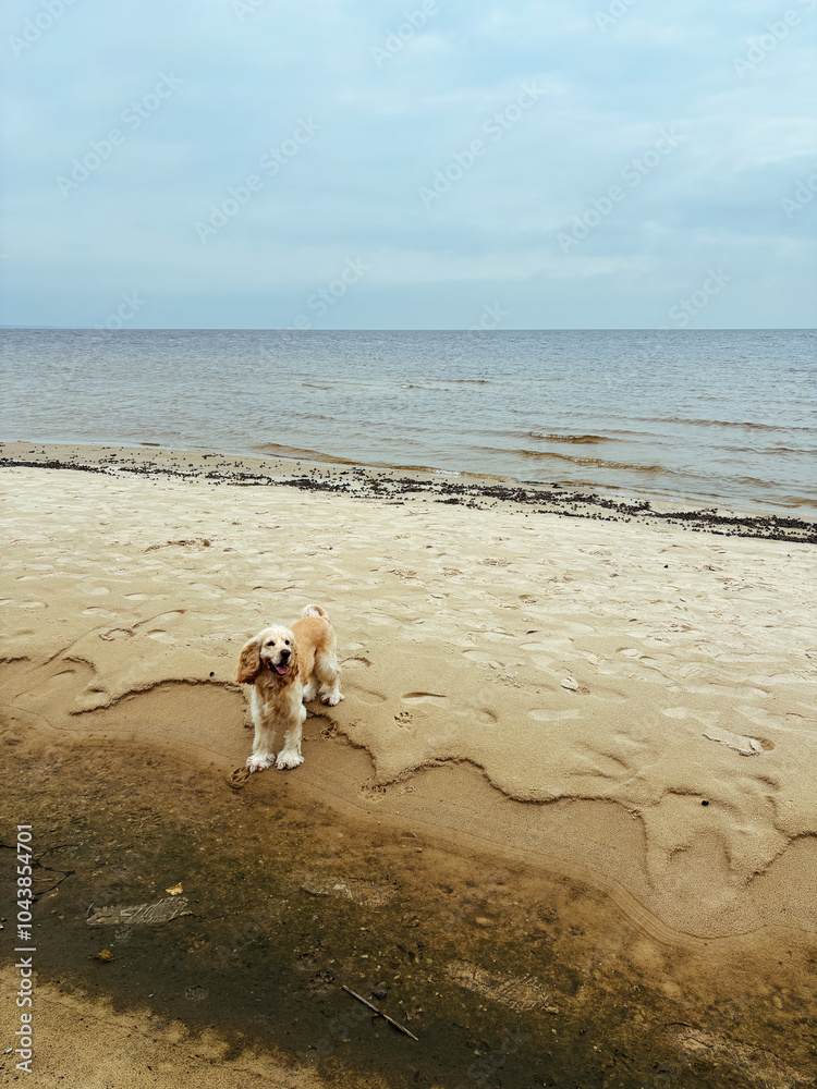 Light-colored Cocker Spaniel standing on a sandy beach, gazing out over the ocean, capturing a peaceful seaside moment. Vertical photo