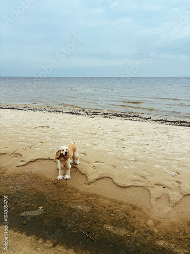Obraz na płótnie Light-colored Cocker Spaniel standing on a sandy beach, gazing out over the ocean, capturing a peaceful seaside moment. Vertical photo w salonie
