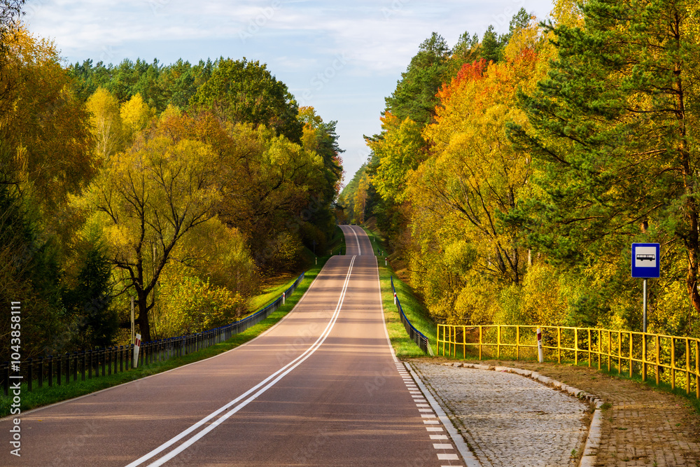 Piękna kolorowa jesień w Puszczy Knyszyńskiej, Podlasie, Polska