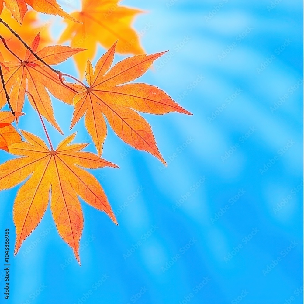Autumn Splendor: Close-Up Macro Shot of Beautiful Maple Leaves on a Sunny Day in Kyushu, Japan with Blurry Background and Copy Space Autumn Splendor: Close-Up Macro Shot of Beautiful Maple Leaves on a Sunny Day in Kyushu, Japan with Blurry Background and Copy Space