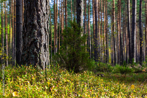 Piękna kolorowa jesień w Puszczy Knyszyńskiej, Podlasie, Polska