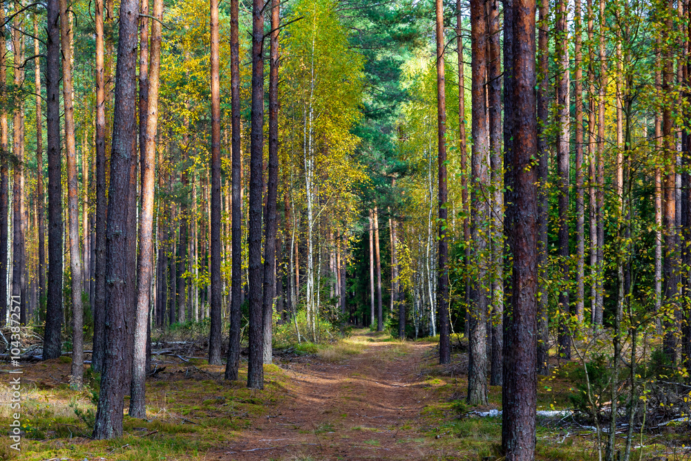 Fototapeta premium Piękna kolorowa jesień w Puszczy Knyszyńskiej, Podlasie, Polska