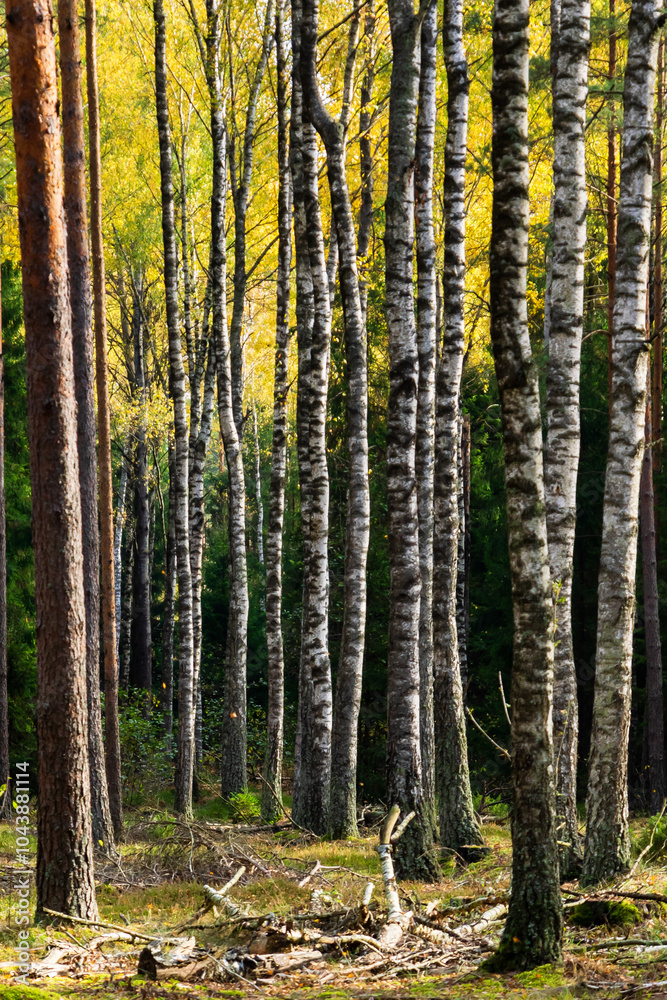 Piękna kolorowa jesień w Puszczy Knyszyńskiej, Podlasie, Polska