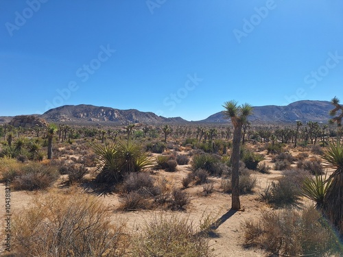 Joshua Tree Nationalpark in Kalifornien