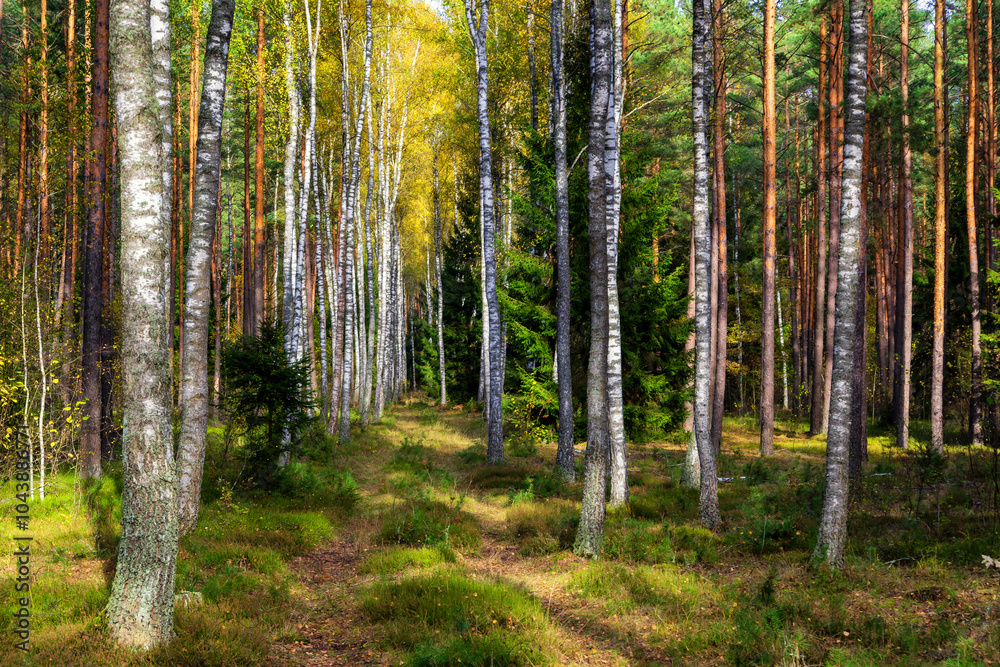 Piękna kolorowa jesień w Puszczy Knyszyńskiej, Podlasie, Polska