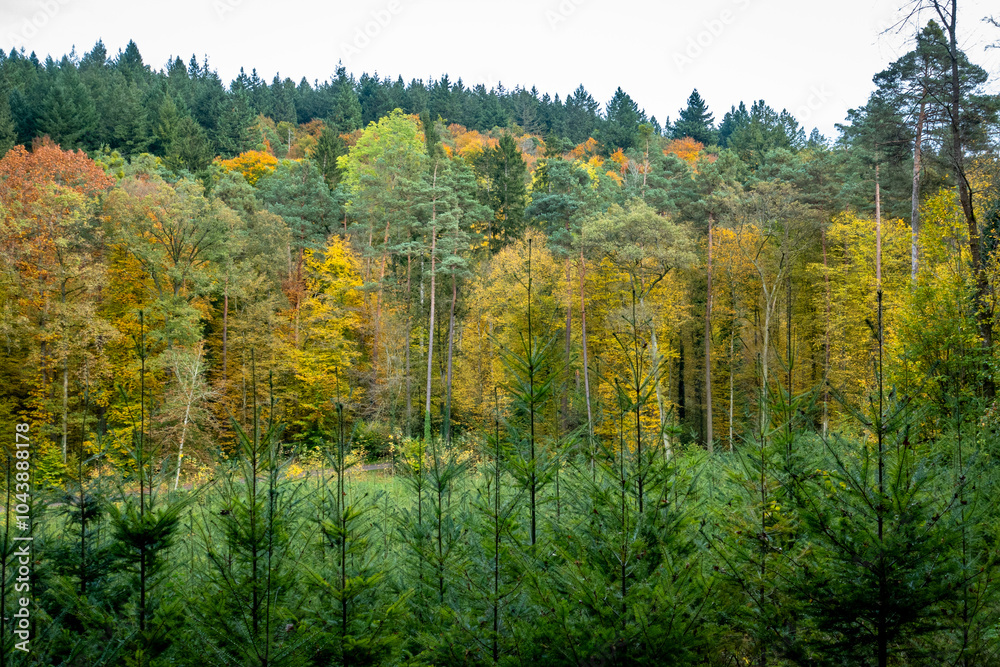 Fototapeta premium Wiederaufforstung nach Abholzung im herbstlichen Mischwald