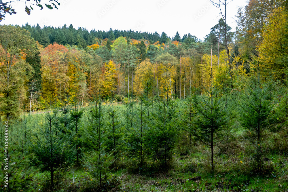 Obraz premium Wiederaufforstung nach Abholzung im herbstlichen Mischwald