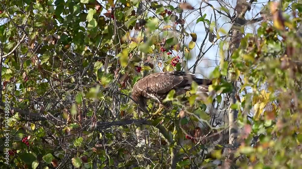 Common buzzard is having meal Common buzzard is having meal