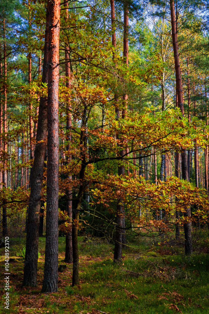 Piękna kolorowa jesień w Puszczy Knyszyńskiej, Podlasie, Polska
