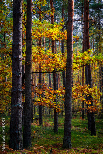 Fototapeta Naklejka Na Ścianę i Meble -  Piękna kolorowa jesień w Puszczy Knyszyńskiej, Podlasie, Polska