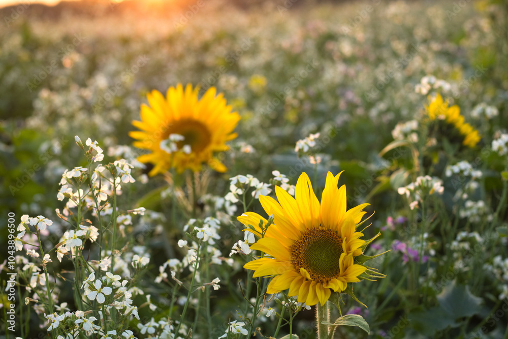 Obraz premium Sunflower on the field in a village, yellow sunflowers on the meadow at sunset.