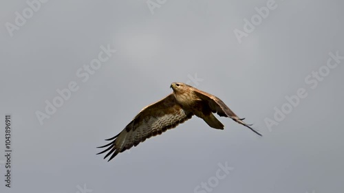 long legged buzzard in flight