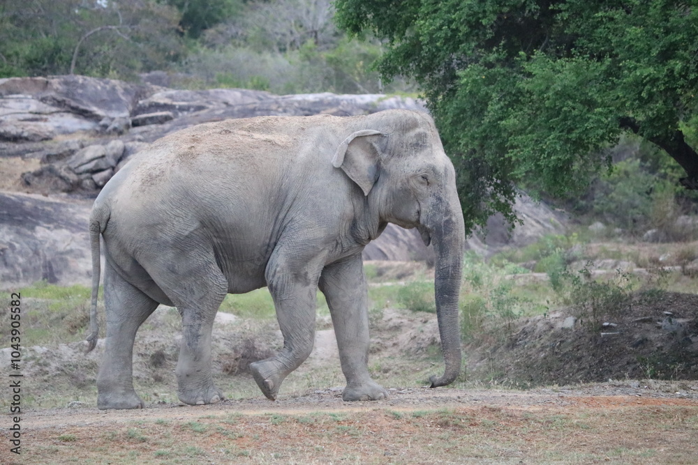 Obraz premium elephant in the wild