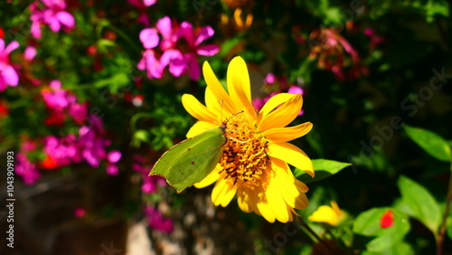 Garten im Sommer  photo